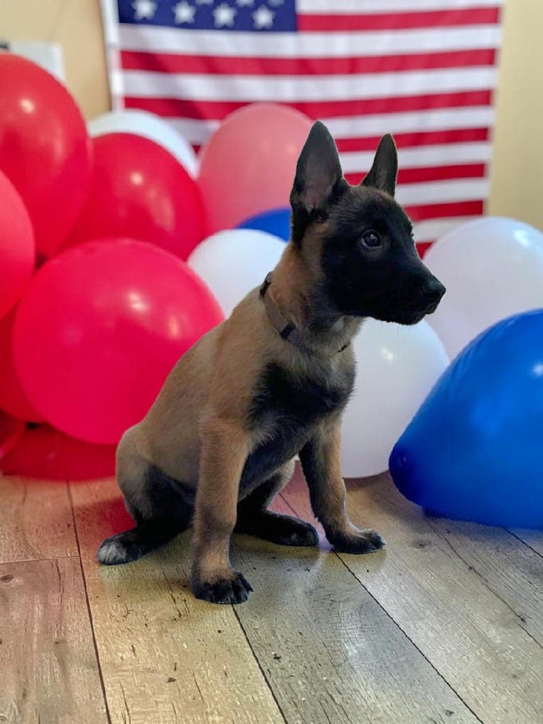 Andy, a Belgian Malinois puppy, sitting in front of balloons and an American flag