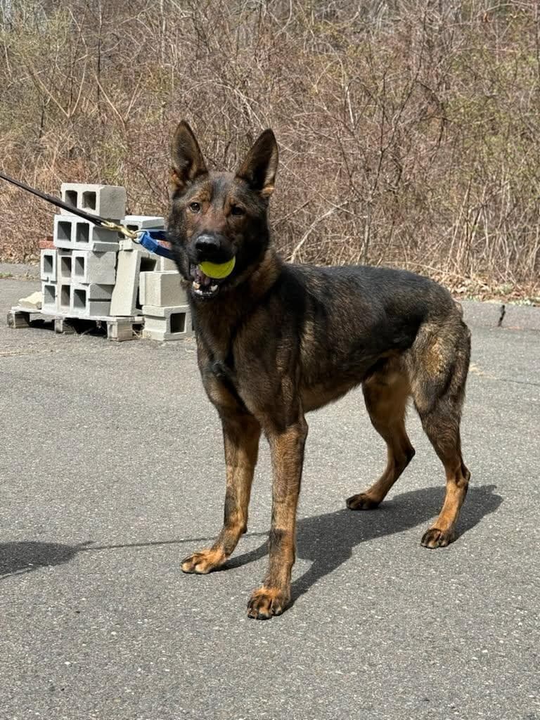 Bruce Wayne, a shepherd mix on a lead, holding a tennis ball