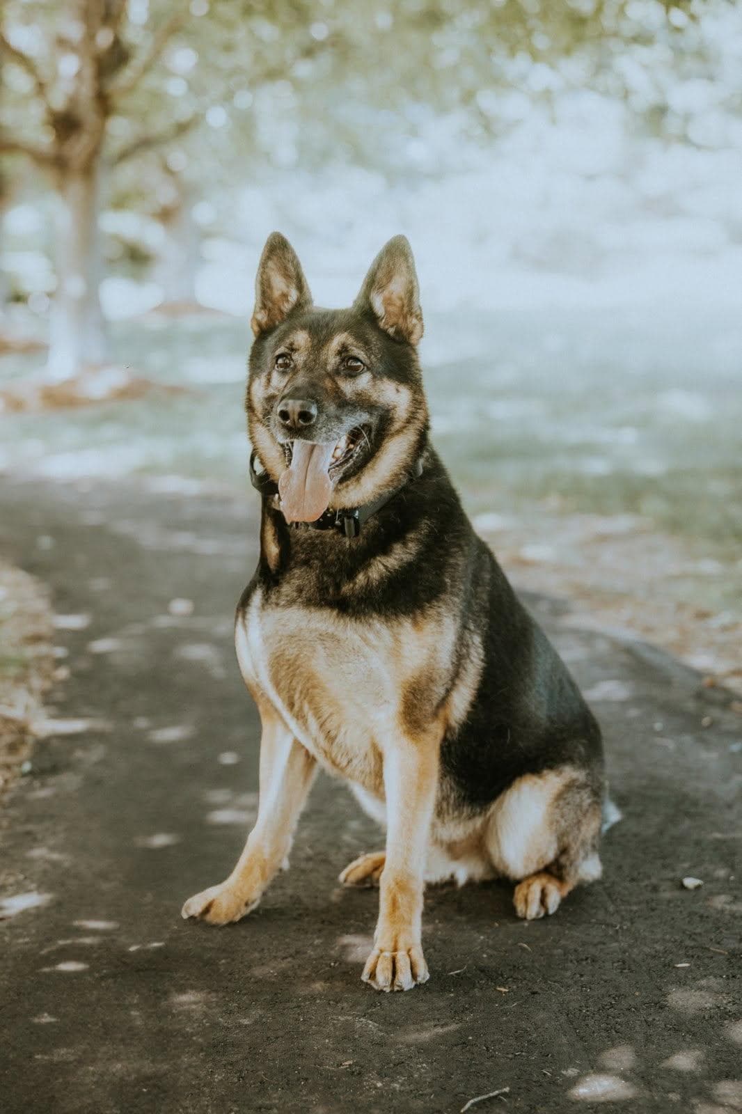 Bubba, a shepherd mix, sitting on a path in a park