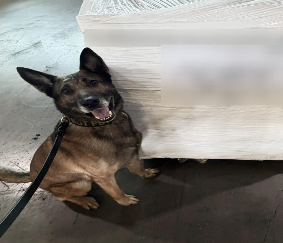 A Belgian Malinois sitting beside a shrink-wrapped pallet it has just checked