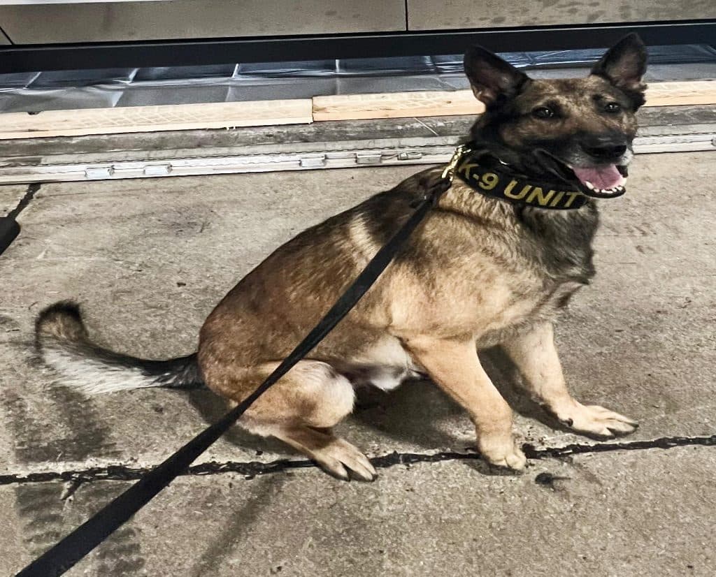 A Belgian Malinois in a K9 Unit collar sitting on a loading dock