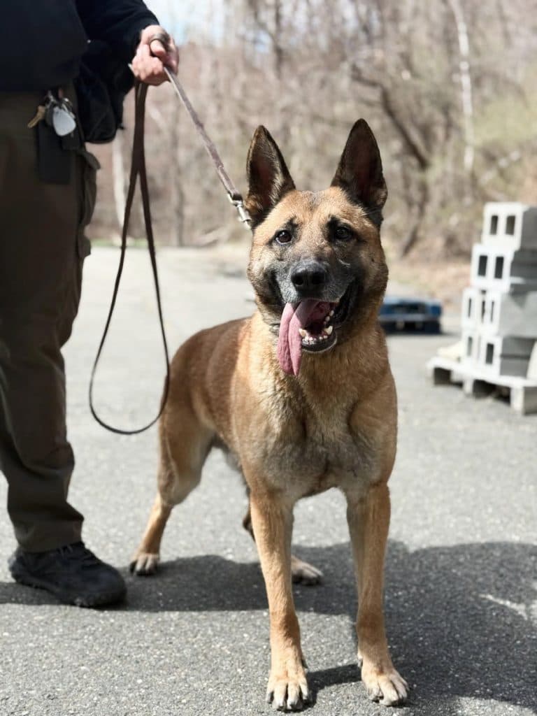 A Belgian Malinois on a lead looking up at its handler
