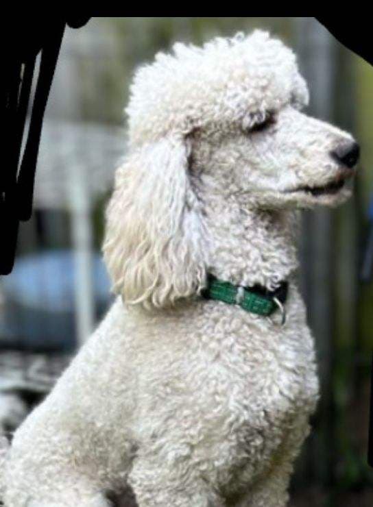 Peter, a white standard poodle in a green collar
