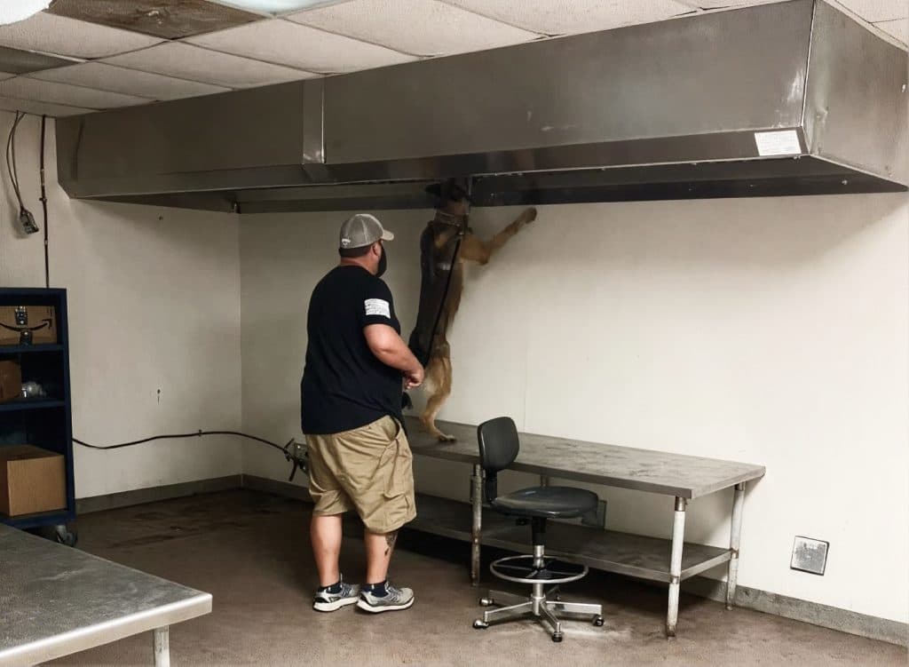A K9 stretching up a kitchen wall to sniff the vent hood during a sweep, its handler beside it